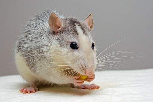 Pest Control
