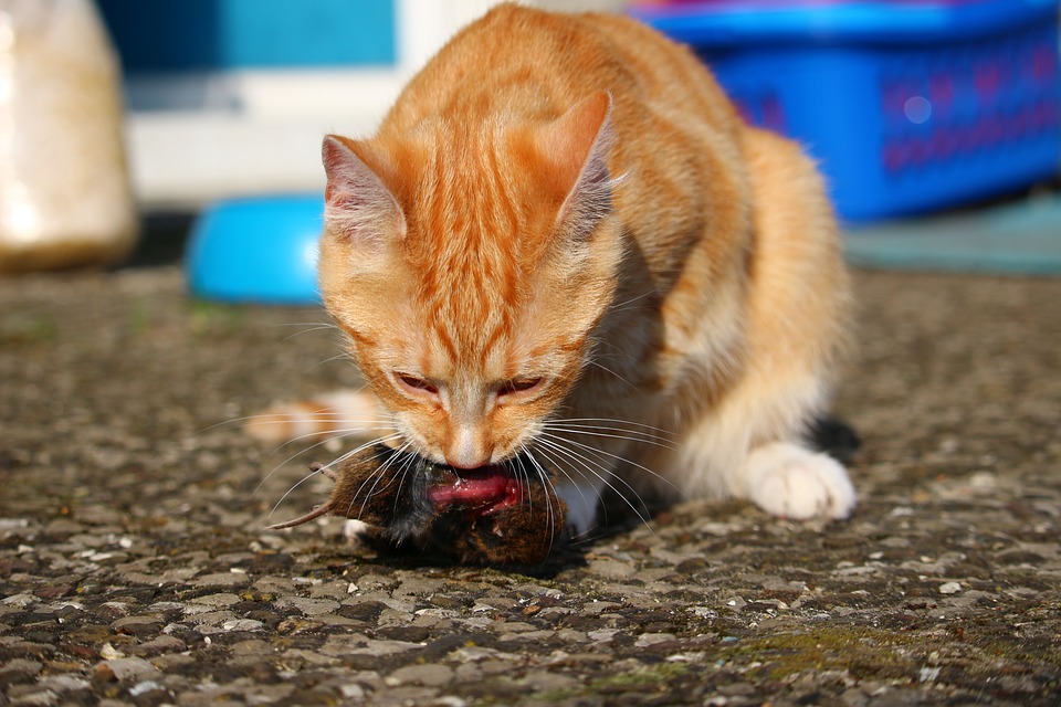 cat eating